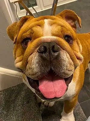 Name Bulldog Dog Boris