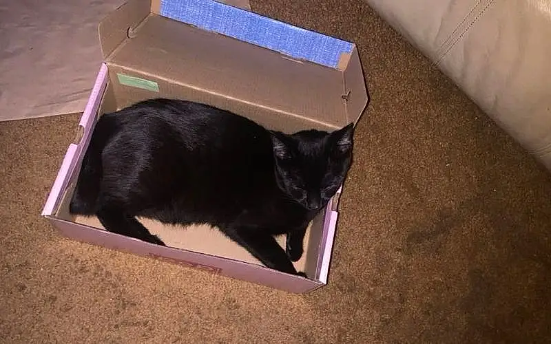 Cat, Carnivore, Felidae, Pet Supply, Shipping Box, Rectangle, Small To Medium-sized Cats, Box, Whiskers, Packaging And Labeling, Cardboard, Tail, Black cats, Carton, Paper Product, Domestic Short-haired Cat, Room, Paper, Hardwood