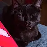 Cat, Comfort, Carnivore, Whiskers, Felidae, Snout, Small To Medium-sized Cats, Black cats, Bombay, Domestic Short-haired Cat, Cat Supply, Furry friends, Carmine, Tail, Claw, Magenta