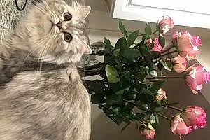 Name Persian Cat Arya