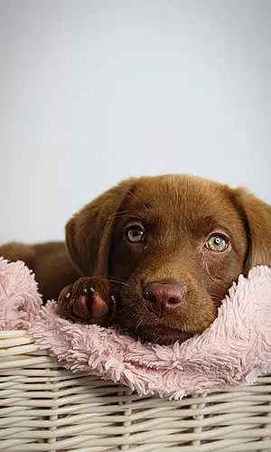 Name Labrador Retriever Dog Ellie-may