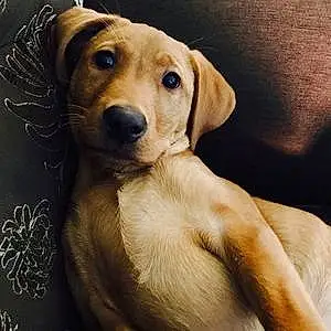 Name Labrador Retriever Dog Ginny