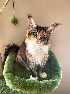 Name Maine Coon Cat Cypress