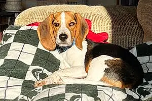 Name Beagle Dog Baron
