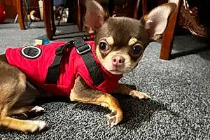Name Chihuahua Dog Billie