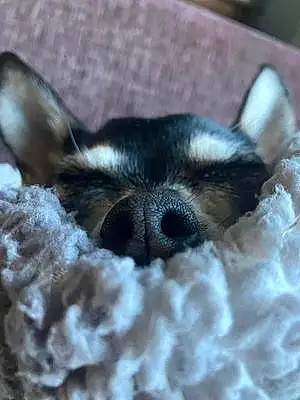 Name Chihuahua Dog Douglas