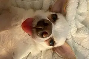 Name Chihuahua Dog Bonbon