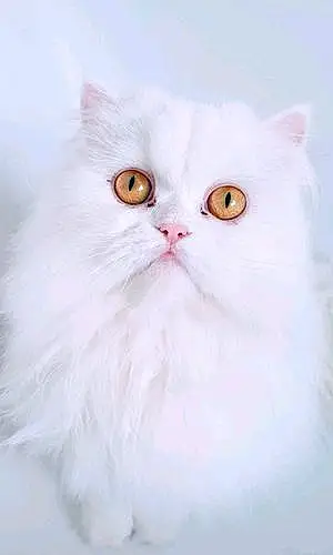 Name Persian Cat Grogu