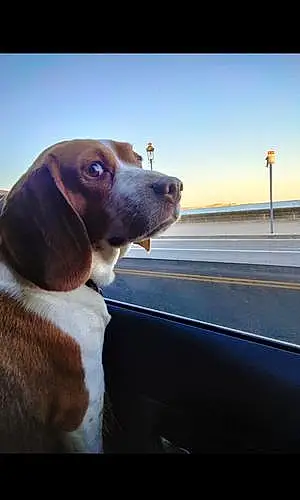 Name Beagle Dog Freckles