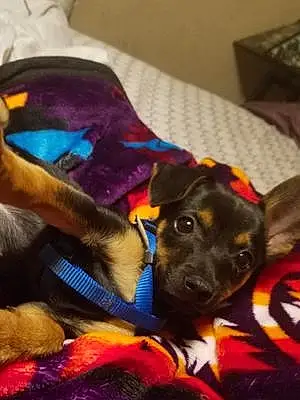 Name Chihuahua Dog Churro