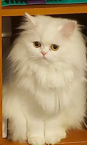Name Persian Cat Cotton