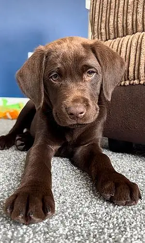 Name Labrador Retriever Dog Dougie