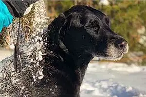Name Labrador Retriever Dog Ezra