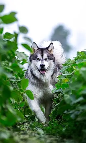 Name Alaskan Malamute Dog Balto