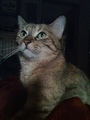 Name American Shorthair Cat Gabbie