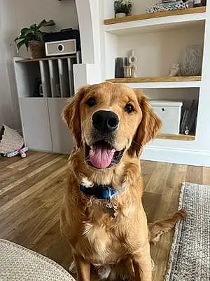 Name Golden Retriever Dog Ezra