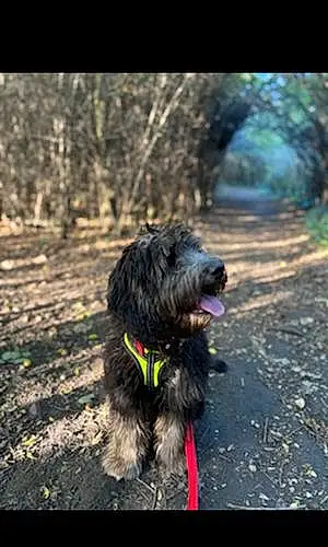 Name Goldendoodle Dog Basil