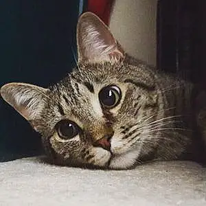 Name Tabby Cat Fox