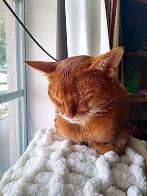 Name Abyssinian Cat Candy