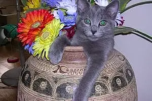 Name Russian Blue Cat Greyson