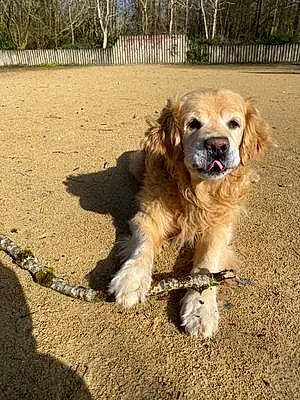 Name Golden Retriever Dog Brodie