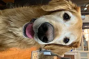 Name Golden Retriever Dog Brady