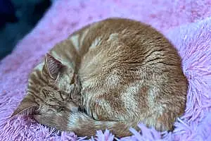 Name British Shorthair Cat Fifi