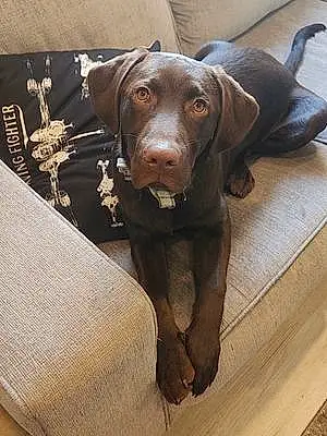 Name Labrador Retriever Dog Anakin