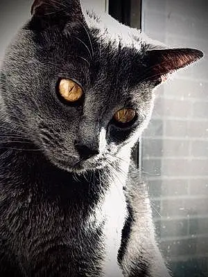Chartreux Cat Jasper
