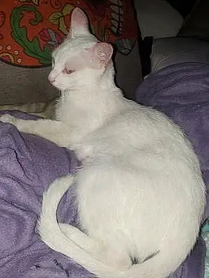 Name Turkish Angora Cat Fendi