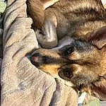Dog, Carnivore, Dog breed, Fawn, Companion dog, Comfort, Felidae, Whiskers, Snout, Small To Medium-sized Cats, Wood, Furry friends, Paw, Herding Dog, Canidae, Pattern, Terrestrial Animal, Linens