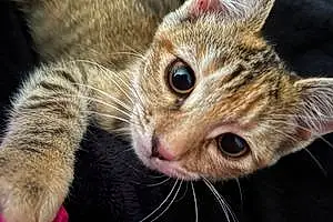 Name American Shorthair Cat Bindi