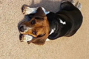 Name Beagle Dog Cheerio