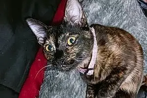 Name Cat Freyja