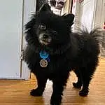 Dog, Dog breed, Carnivore, Dog Supply, Companion dog, Toy Dog, Snout, German Spitz Klein, Furry friends, Canidae, Working Animal, Tail, Electric Blue, Hardwood, Whiskers, German Spitz, Polka Dot, Wood