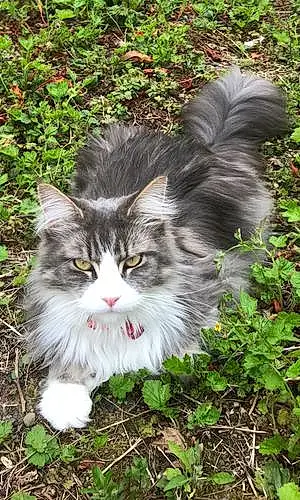 Name Maine Coon Cat Blossom