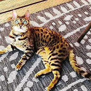 Name Bengal Cat Bindi