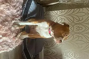 Name Staffordshire Bull Terrier Dog Doris