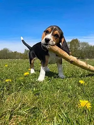Name Beagle Dog Ernie