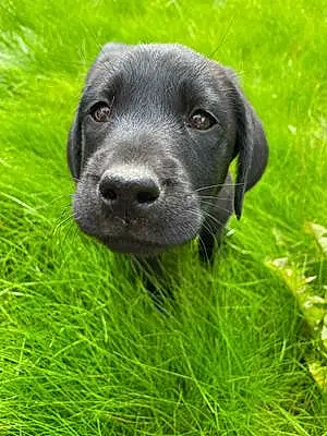 Name Labrador Retriever Dog Brian