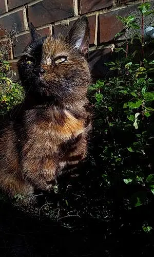 Name British Shorthair Cat Dinky