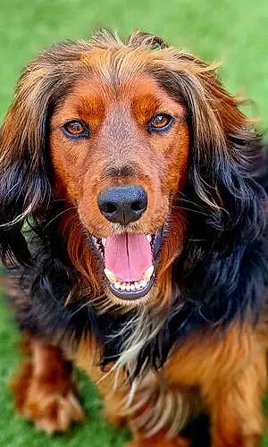 Name Mixed breed Dog Dobbie