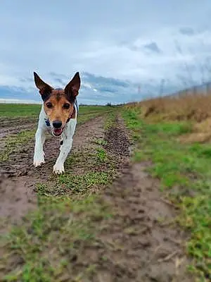 Name Jack Russell Dog Crowley