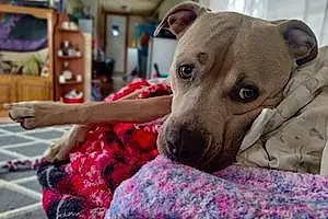 Name Pit Bull Terrier Dog Dozer