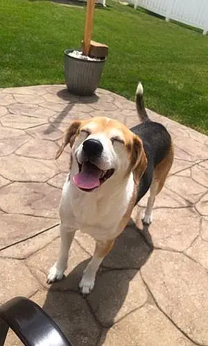Name Beagle Dog Carly