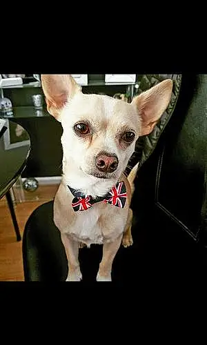 Name Chihuahua Dog Beanz