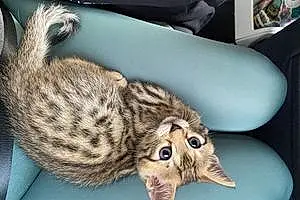 Name Bengal Cat Calliope