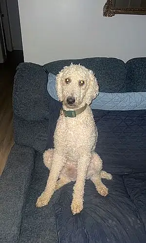 Name Poodle Dog Dax