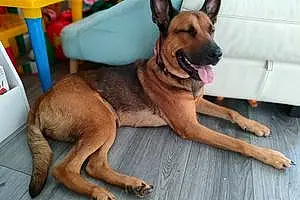 Name Belgian Shepherd Malinois Dog Beauty