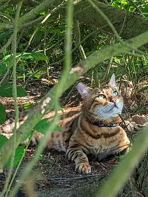 Name Bengal Cat Bronson